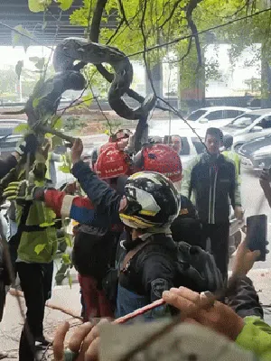 Damkar Evakuasi Sanca 4 Meter dari Pohon di Priok, Warga Heboh Berkerumun Damkar Evakuasi Sanca 4 Meter dari Pohon di Priok, Warga Heboh Berkerumun
