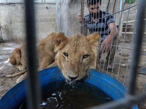 Nasib Hewan-hewan Palestina di Tengah Perang Nasib Hewan-hewan Palestina di Tengah Perang