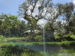 Ini Makam Dadong Guliang, Pengabdi Ilmu Hitam Abad 18 di Bali