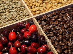 5 Metode Fermentasi Kopi yang Hasilkan Karakter Rasa Kopi Berbeda