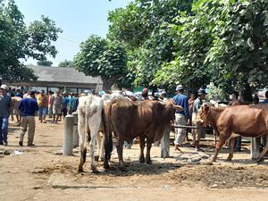 Jelang Idul Adha, Penjualan Pasar Hewan Prambanan Klaten Naik 2 Kali Lipat