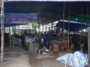 Warga Sumsel Diminta Beli Hewan Kurban di Kandang Resmi, Ini Alasannya