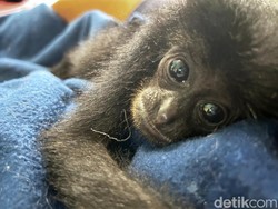 Jual Siamang hingga Kucing Hutan, Warga Garut Ditangkap Polisi
