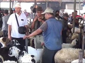 Cerita Dian, Jauh-jauh dari Banten Borong Domba di Pasar Tanjungsari