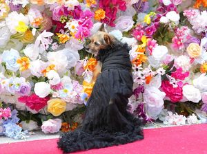 Bak Model, Begini Aksi Lucu Anjing di Pet Gala