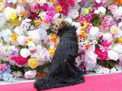 Bak Model, Begini Aksi Lucu Anjing di Pet Gala