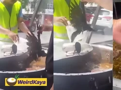 Burung Gagak Jatuh ke Panci, Penjual Sop Buntut Ini Rugi Rp 6,8 Juta