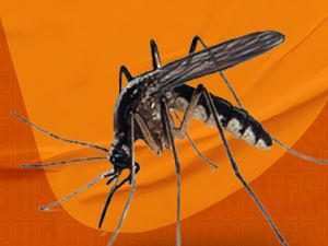 Kasus DBD Merebak Berkali Lipat Kasus DBD Merebak Berkali Lipat