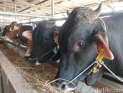 25 Sapi di Cirebon Terpapar PMK Jelang Iduladha