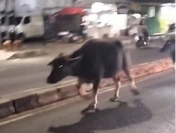 Heboh Kerbau Berlarian di Jalanan Tangerang sampai Bikin Lalin Macet