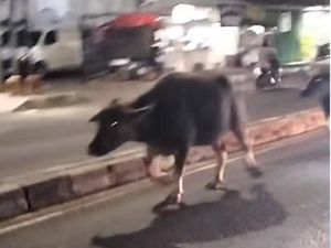 Heboh Kerbau Berlarian di Jalanan Tangerang sampai Bikin Lalin Macet Heboh Kerbau Berlarian di Jalanan Tangerang sampai Bikin Lalin Macet