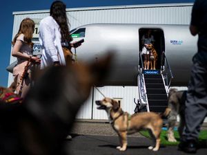 Maskapai Penerbangan Anjing Terbang ke 5 Destinasi Baru Maskapai Penerbangan Anjing Terbang ke 5 Destinasi Baru