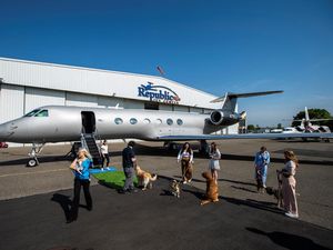 Maskapai BARK Air Luncurkan Penerbangan Ramah Anjing