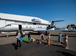 Maskapai BARK Air Luncurkan Penerbangan Ramah Anjing
