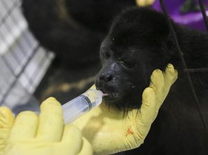 Hawa Panas RI Kalah dengan Meksiko, Monyet Sampai Mati di Pohon