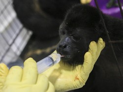 Hawa Panas RI Kalah dengan Meksiko, Monyet Sampai Mati di Pohon