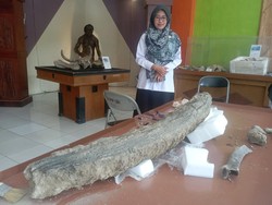 Gading Gajah Purba Tertimbun Bebatuan Bengawan Solo di Blora