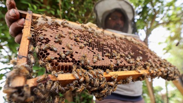 Peternakan Lebah dan Madu Terkenal di Mesir Dihantui Perubahan Iklim
