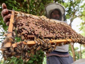 Peternakan Lebah dan Madu Terkenal di Mesir Dihantui Perubahan Iklim