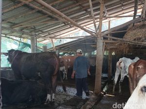 Hewan Kurban Dijual di Pangandaran Wajib Miliki Surat Kesehatan