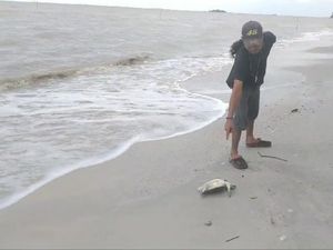 Nelayan di Bangka Selatan Keluhkan Limbah, Ngaku Tak Dapat Ikan Nelayan di Bangka Selatan Keluhkan Limbah, Ngaku Tak Dapat Ikan
