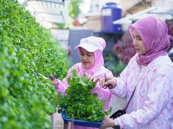 Ibu-ibu di Palembang Sulap TPS Liar Jadi Urban Farming Bernilai Ekonomis