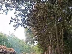 Gegara Bakar Sampah, Kandang Ayam di Wonosari Gunungkidul Terbakar