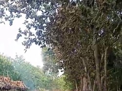 Gegara Bakar Sampah, Kandang Ayam di Wonosari Gunungkidul Terbakar