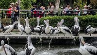 Libur Waisak, Pengunjung Serbu Kebun Binatang Ragunan