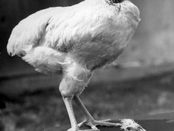 Ajaib! Ayam Ini Bisa Hidup Tanpa Kepala Selama Setahun Lebih