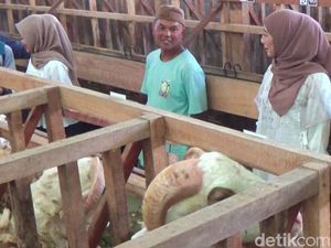 Pakai Jasa SPG untuk Jajakan Kambing Kurban, Penjualan Ali Naik Drastis Pakai Jasa SPG untuk Jajakan Kambing Kurban, Penjualan Ali Naik Drastis