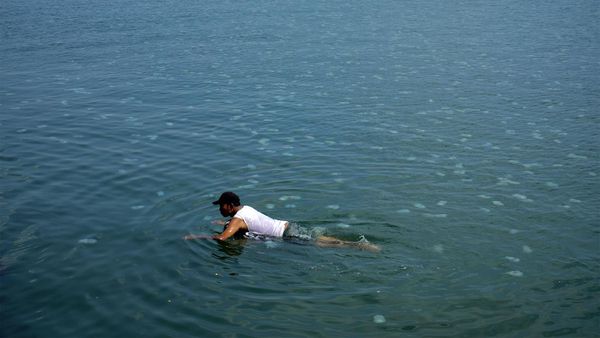 Penampakan Ubur-ubur Bermunculan di Pantai Mayangan Probolinggo