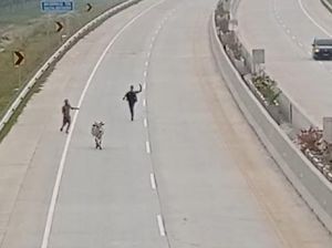 Aksi Petugas-Pemilik Kejar Sapi yang Masuk Tol Kisaran Sumut Aksi Petugas-Pemilik Kejar Sapi yang Masuk Tol Kisaran Sumut