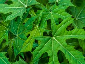 Catat! Ini Sederet Manfaat Daun Pepaya bagi Kesehatan, Yuk Dicoba Catat! Ini Sederet Manfaat Daun Pepaya bagi Kesehatan, Yuk Dicoba