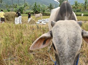 Pemanfaatan Limbah Jerami Padi untuk Pakan Ternak