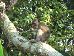 Sepekan Terakhir Warga Desa di Pasuruan Diganggu Monyet Liar