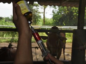 Jelang Hari Raya Kurban, Peternak Gencar Vaksin Sapi Cegah PMK