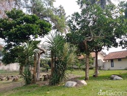 Hikayat Kopi Ekselsa Sumedang Berumur 130 Tahun, Kini Tersisa 5 Pohon