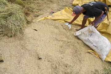 Bulog Serap 468 Ribu Ton Gabah dan Beras Petani