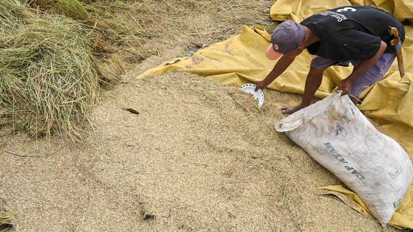 Bulog Serap 468 Ribu Ton Gabah dan Beras Petani