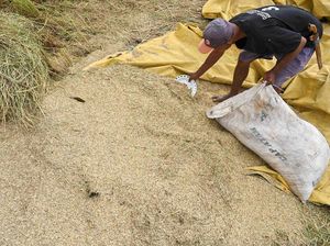 Bulog Serap 468 Ribu Ton Gabah dan Beras Petani