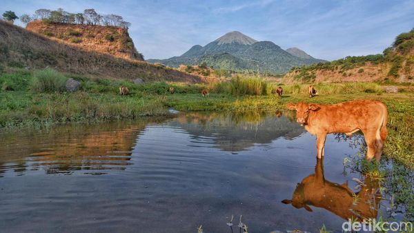 Pesona Ranu Manduro Mojokerto
