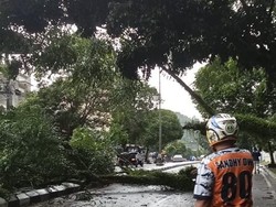 Hujan Disertai Angin Kencang, Pohon di Jalan Pangkalpinang-Koba Tumbang