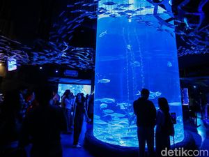 Jakarta Aquarium & Safari, Wisata Akuarium di Dalam Mall Neo Soho Jakarta Aquarium & Safari, Wisata Akuarium di Dalam Mall Neo Soho
