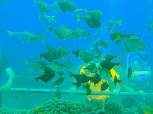 Serunya Jelajah Wisata Bawah Air di Nusa Dua Bali