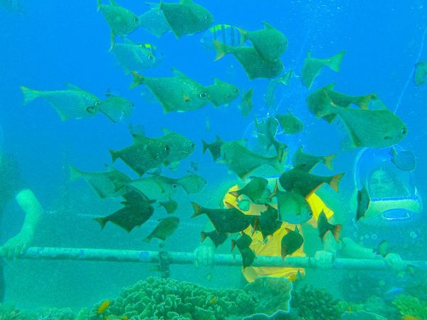 Serunya Jelajah Wisata Bawah Air di Nusa Dua Bali