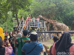 Long Weekend Waisak di Surabaya, Masyarakat Masih Setia Berwisata ke KBS