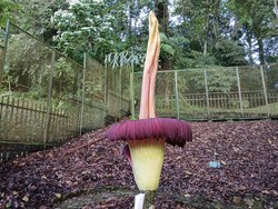 Bunga Bangkai Berumur 35 Tahun Kembali Mekar di Kebun Raya Cibodas