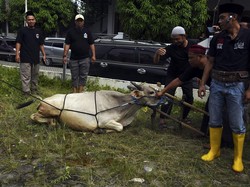 Tips Aman Sembelih Hewan Kurban dari Dosen UGM