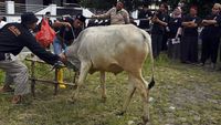 Pelatihan Penyembelihan Hewan Kurban Jelang Idul Adha